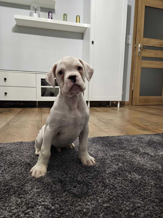 Biały piesek Bokser gotowy do odbioru