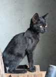 Gatinhos meigos e brincalhões