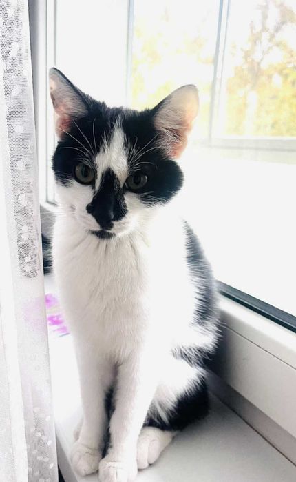 Mlody 5 miesięczny kotek do adopcji