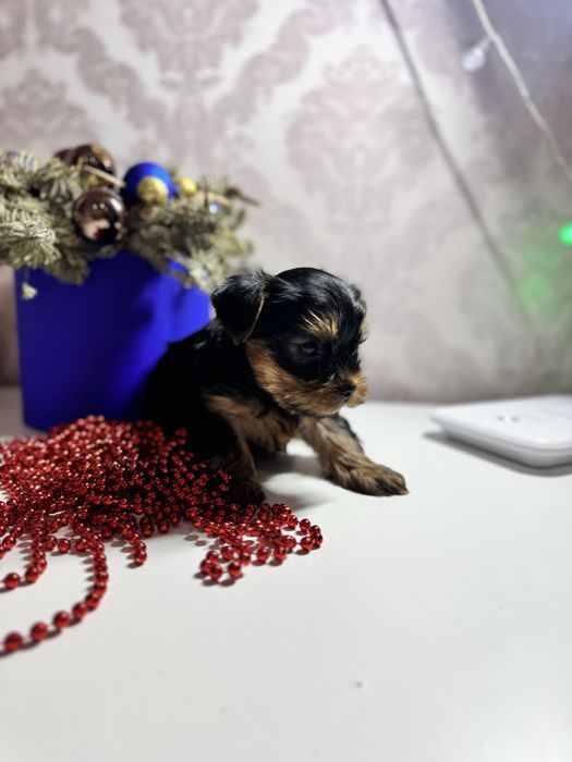 Мінік йоркширський терєр