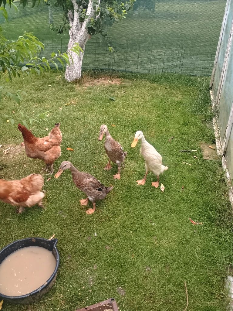 Sprzedam kaczki biegusy