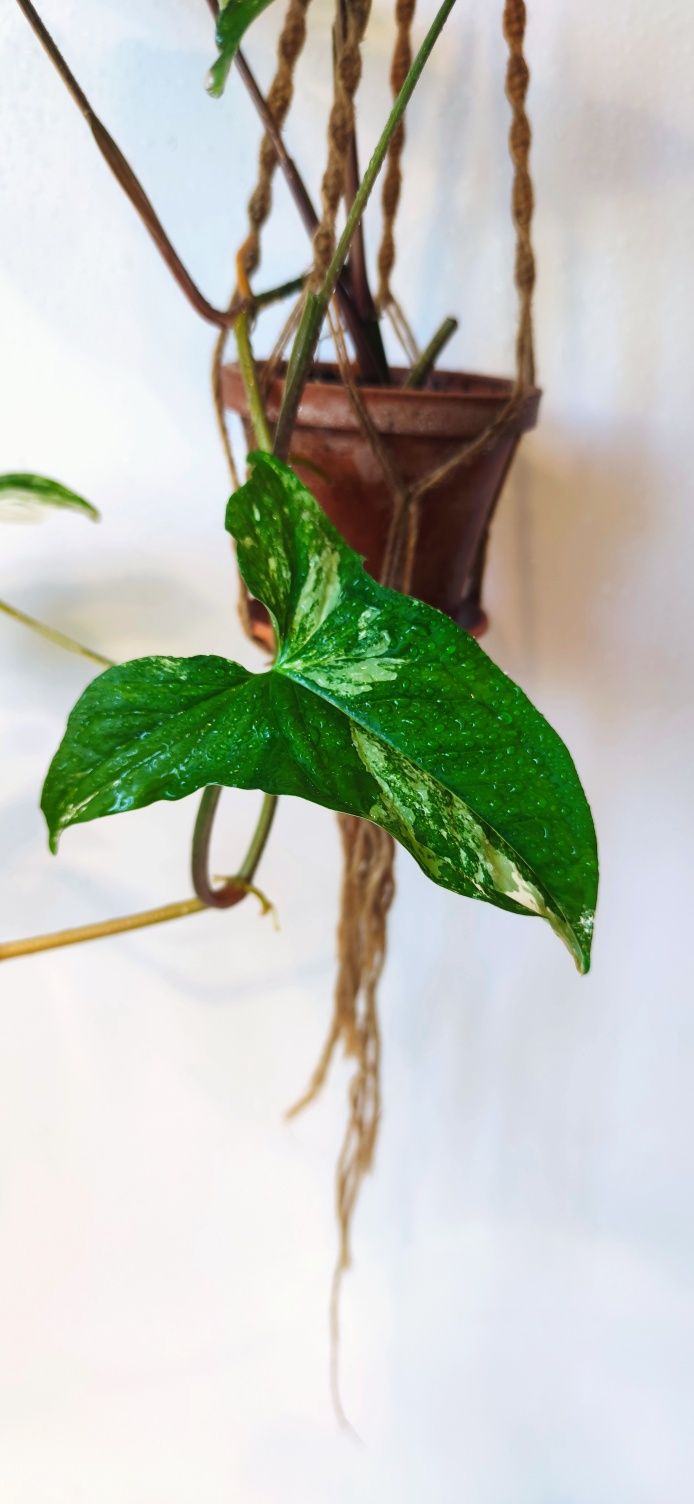 Syngonium emerald gem variegata, makrama.