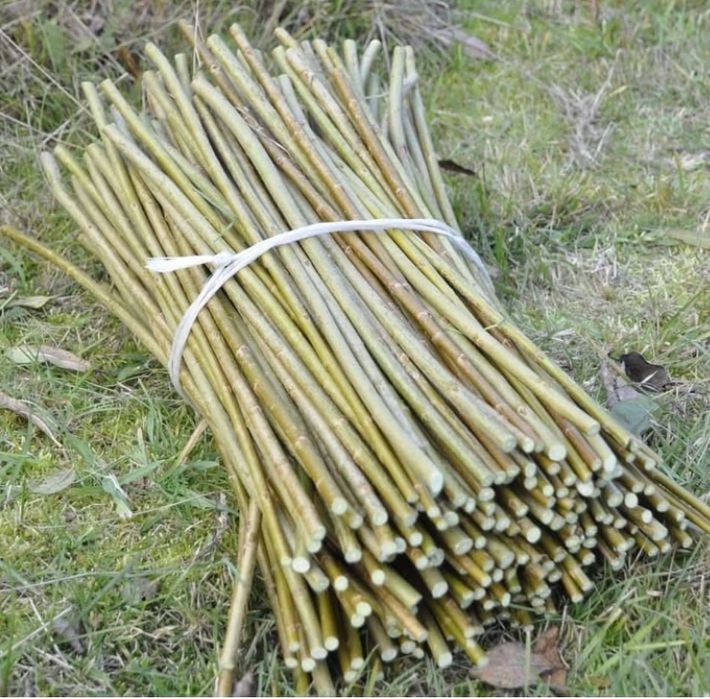 Сортовая Ива для плетения