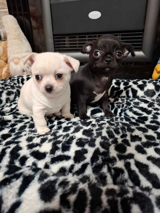 Chihuahua z rodowodem. Gotowy do przeprowadzki do nowego domu