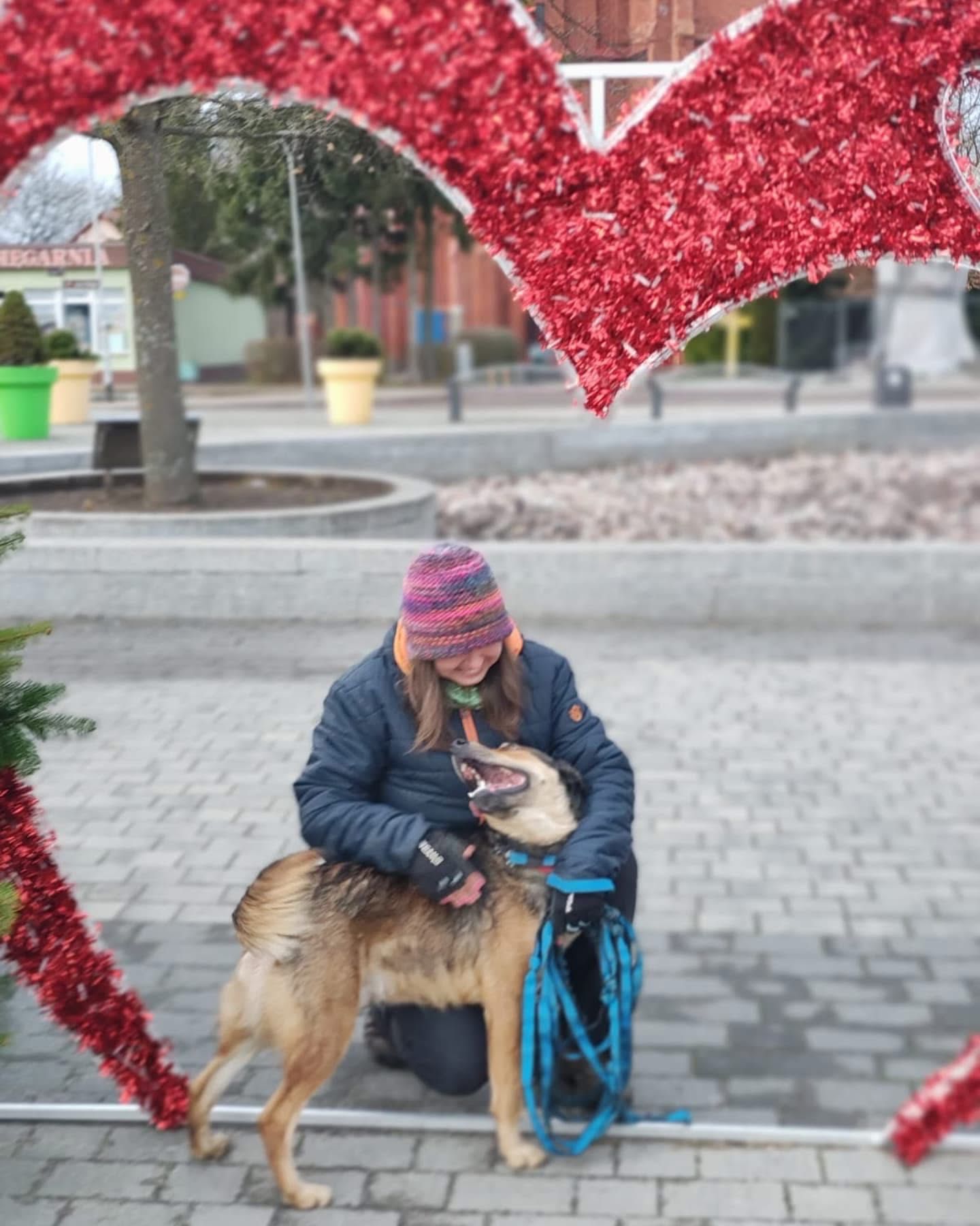 Duży pies szuka domu, mix husky