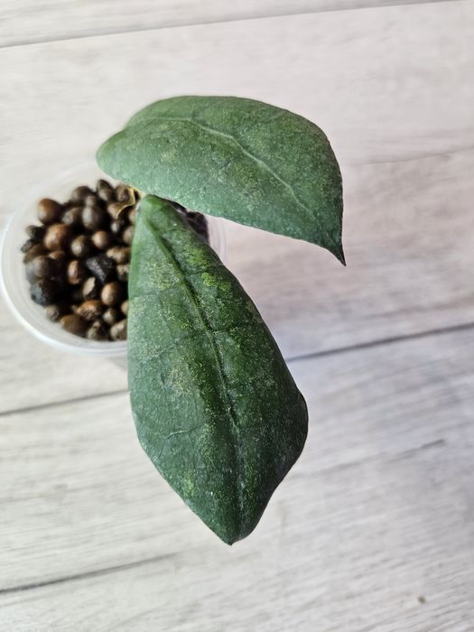 Hoya aff. Lambii splash