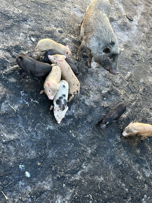 Вєтнамські поросята -5 місяців