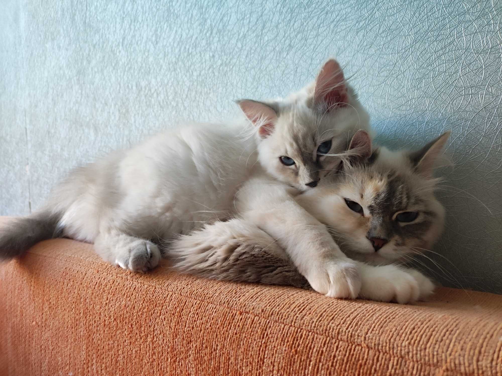 Невская маскарадная кошечка