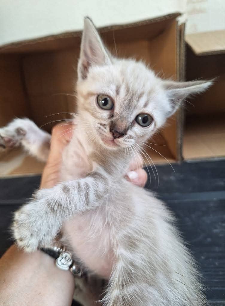 Molhinhos de gatinhos