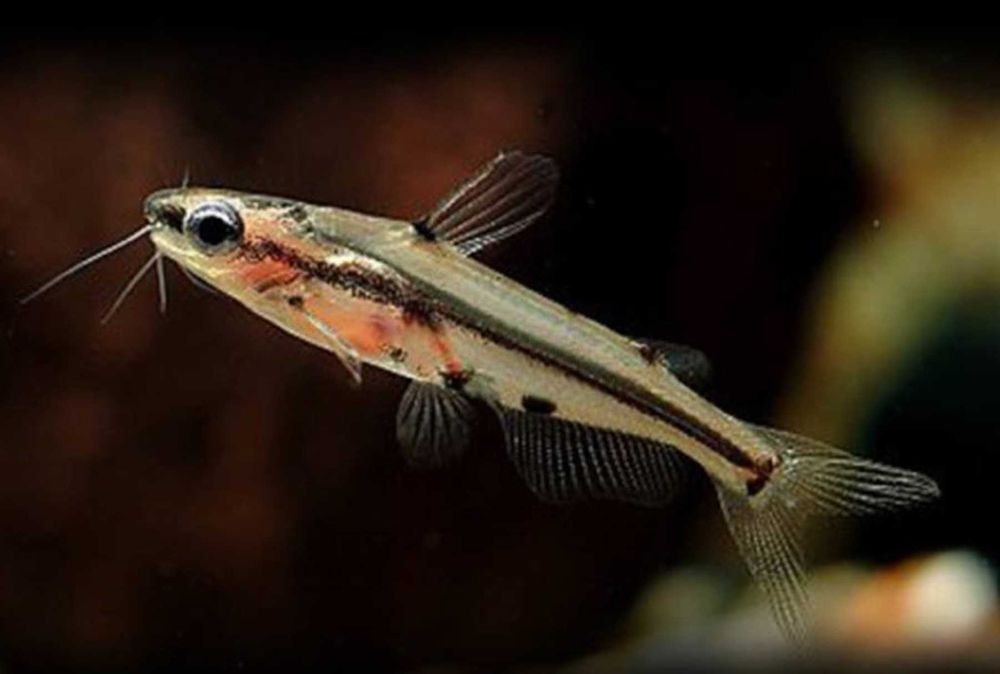 Kosatka karłowata - Sum ozdobny - Pelteobagrus ornatus - dowóz