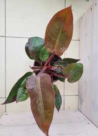 Filodendron imperial red wyjątkowa roślina doniczkowa
