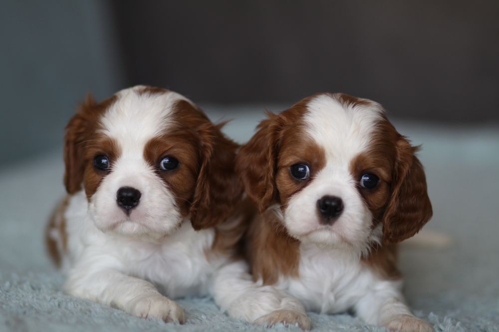 ***Cavalier King Charles Spaniel**