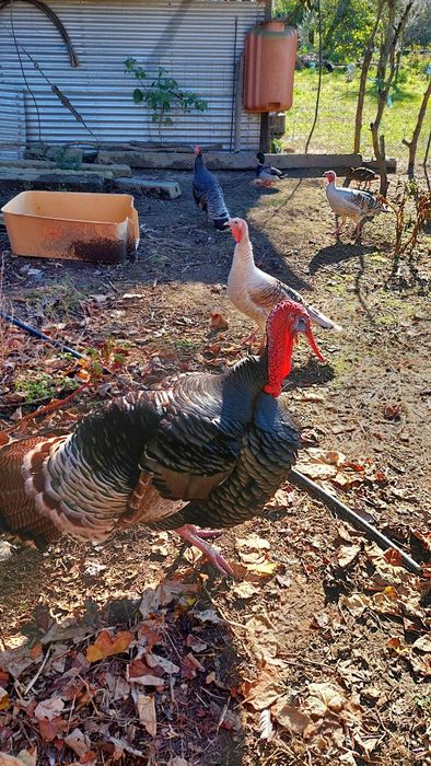 Perus patos mudos galinhas