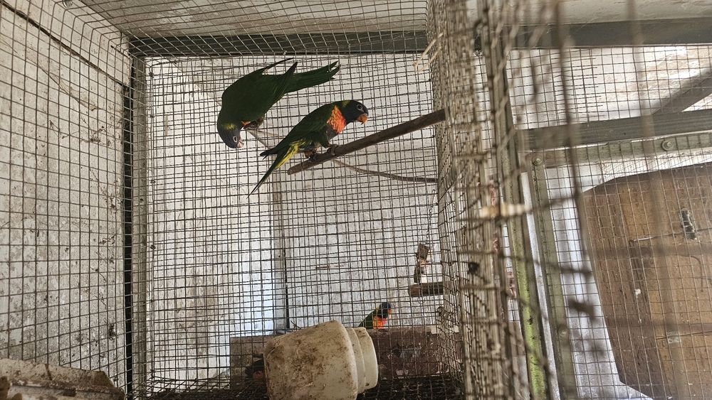 Loris molucanos espetaculares