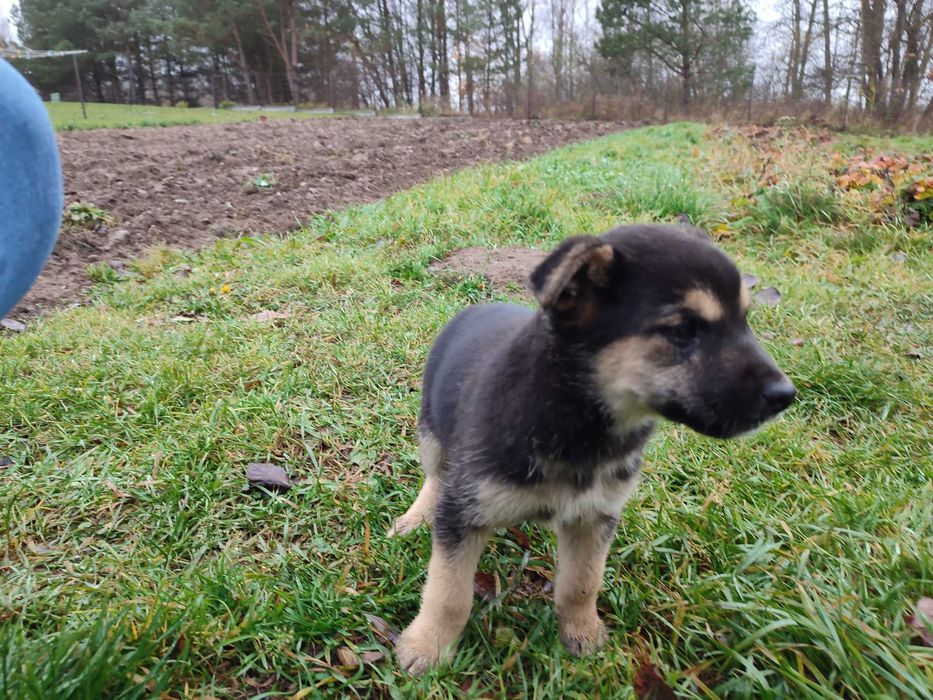 Oddam szczeniaki w dobre ręce