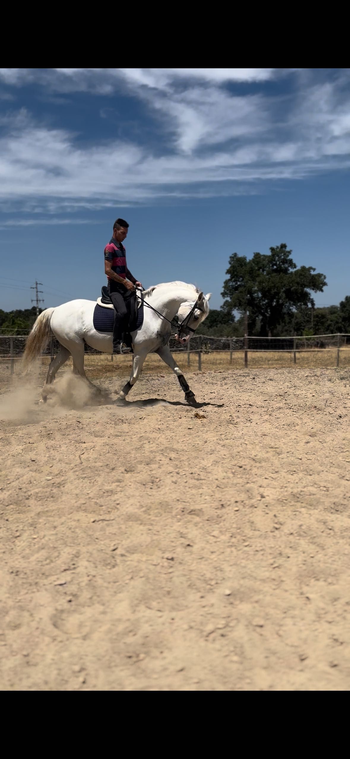 Cavalo puro sangue lusitano