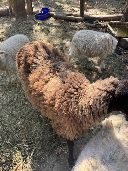 Продам Баранів Вівці