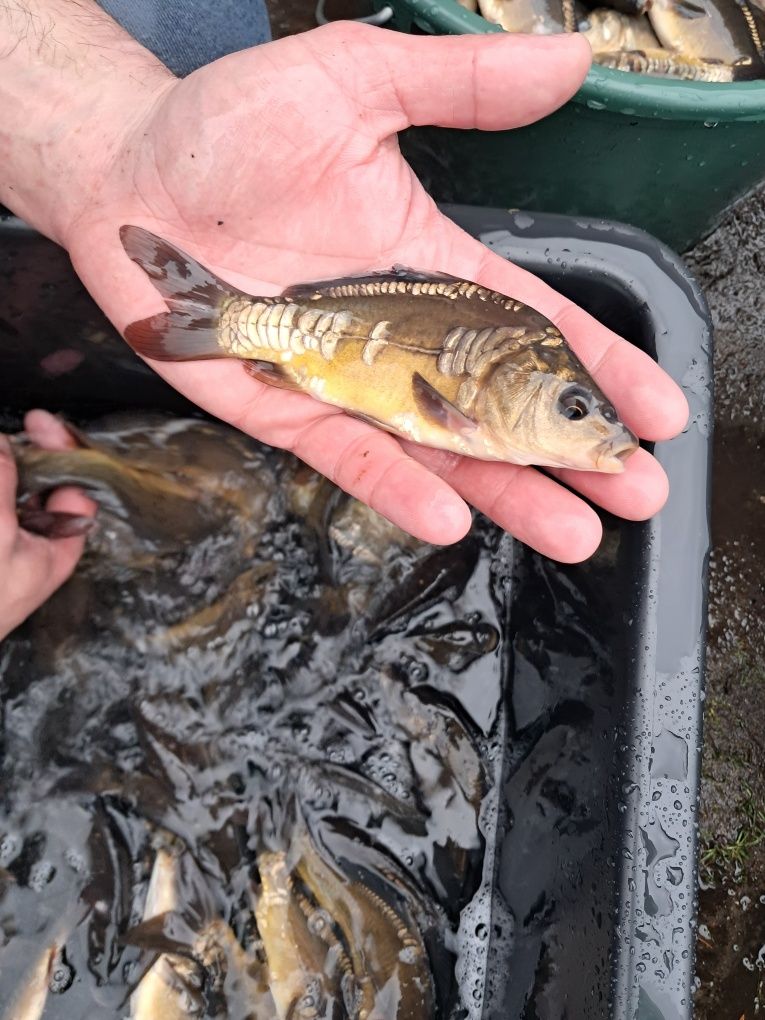 Karp 15-20cm cm, dostępny, Lin, Amur, jesiotr