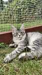 Kocurek Maine Coon Polidactyl