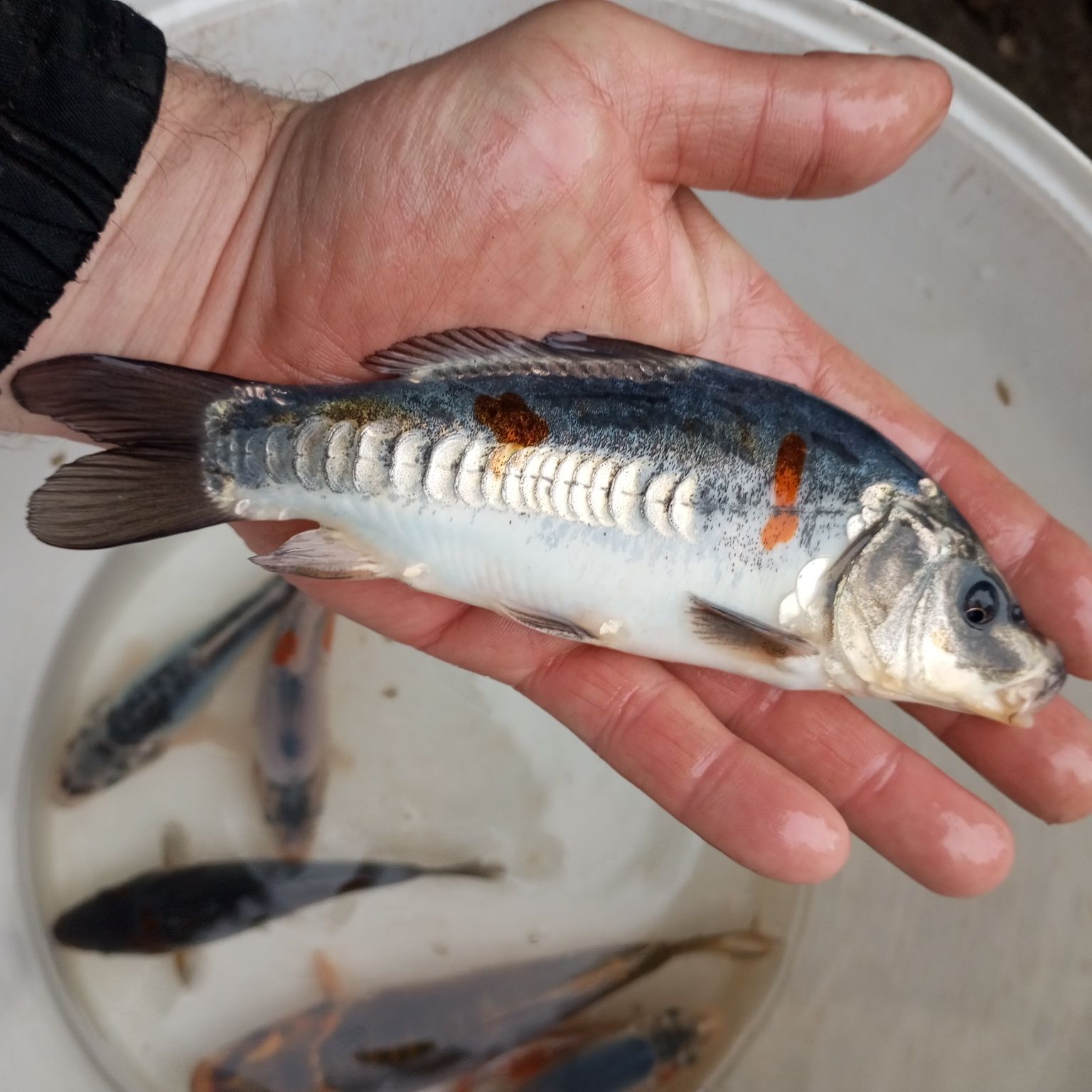 Karp Koi w sprzedaży