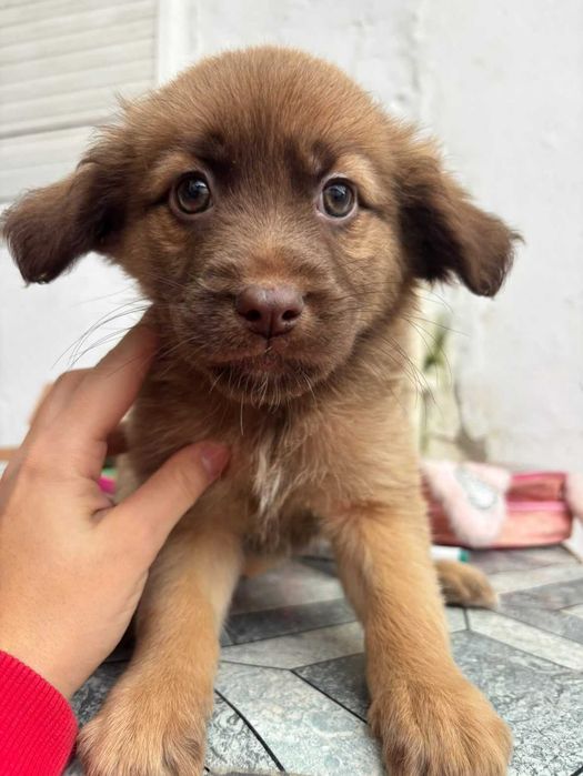 9 Meninas Para Adoção