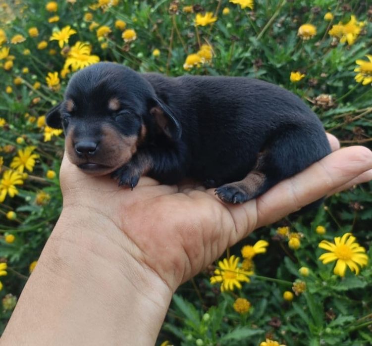 Teckel  kanichen preto afogueado