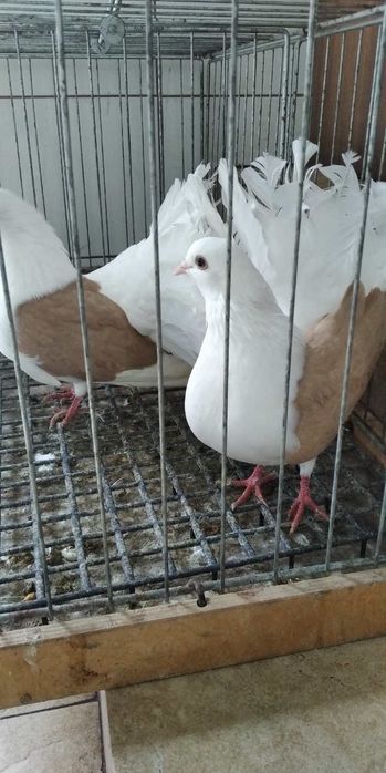 Pawie żółte tarczowe