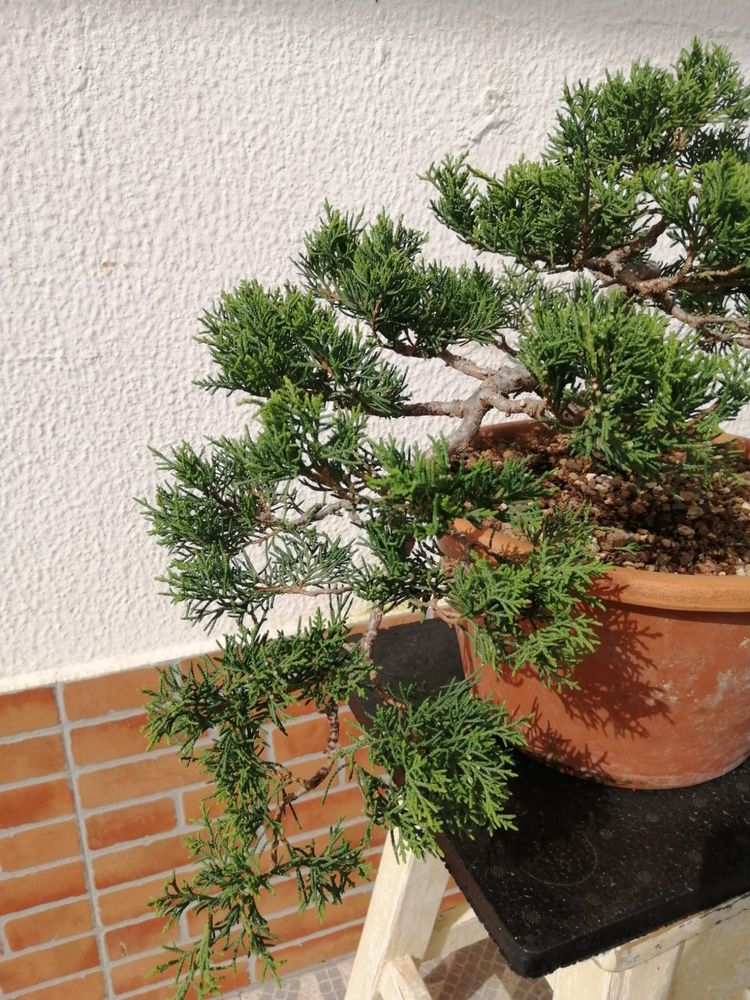 Bonsai Juniperus Cascata