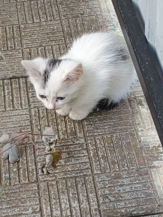 Кошеня в добрі руки
