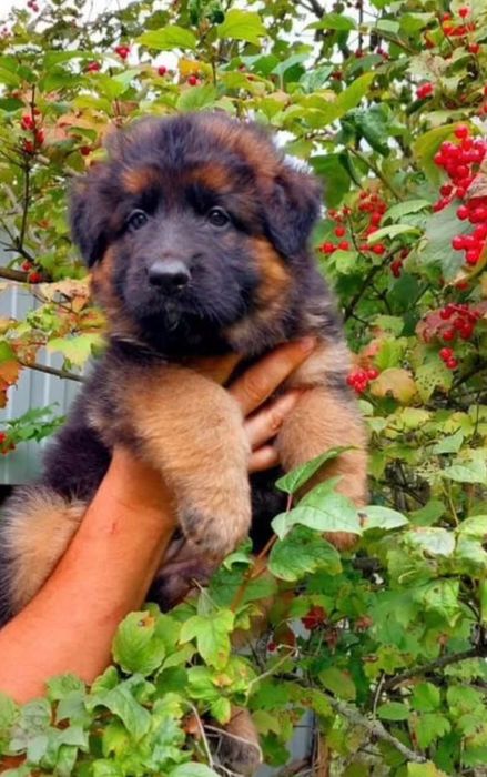 Продам цуценят німецької вівчарки