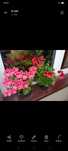 Kwiaty Pelargonie.skrzydła anioła.