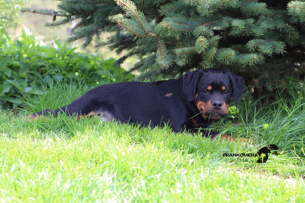 Rottweiler top piesek, szczenię, rodowód ZKWP/FCI