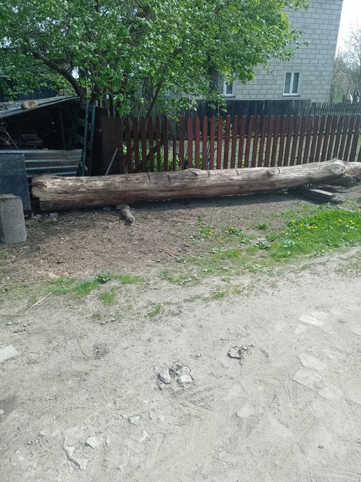 Sprzedam dęba mniejszego tartacznego