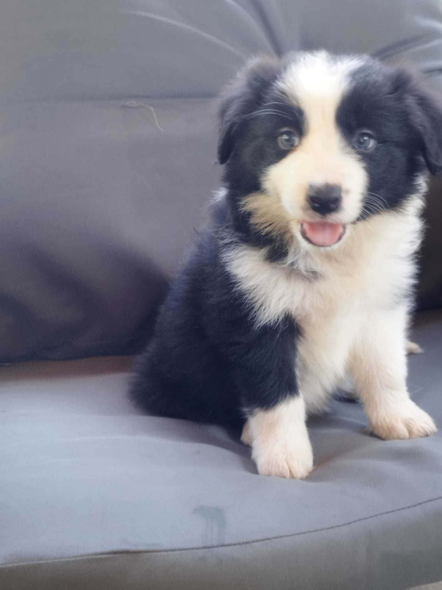 Border Collie - piękna i dostojna Carmen