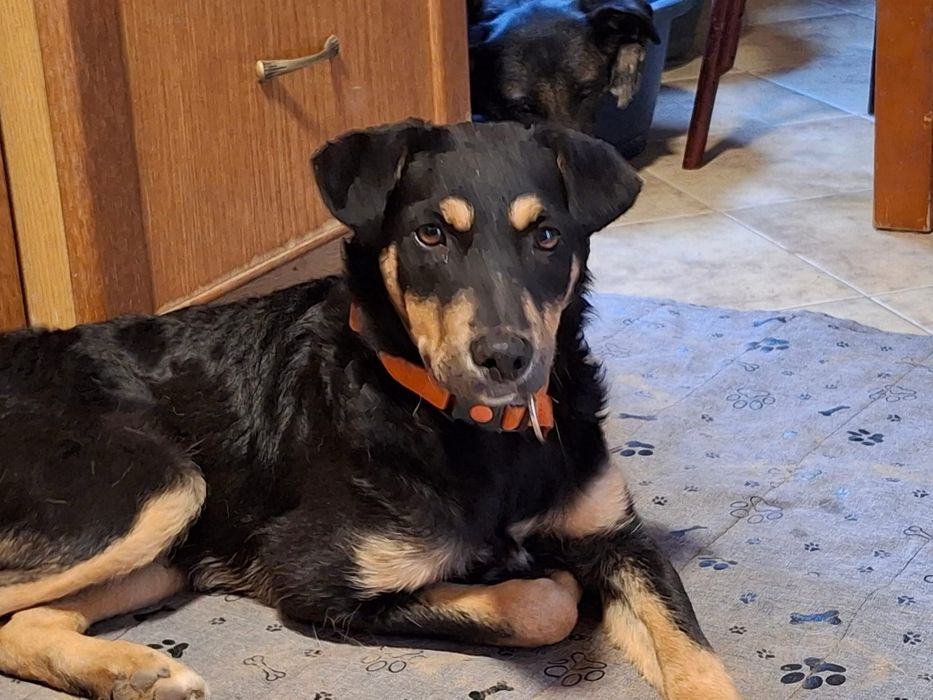 7-miesięczna Goja szuka domu