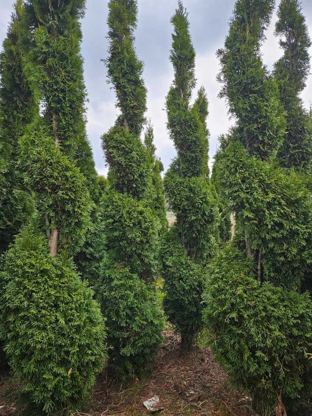 Thuja tuja szmaragd spirala 2-2,5 m