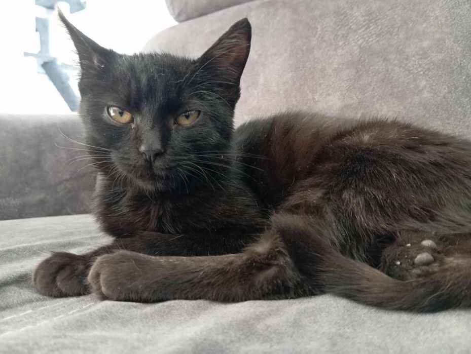 Mała czarna Żarka, 4 miesięczna nieśmiała koteczka