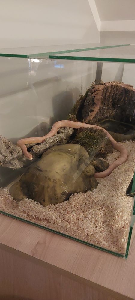 Wąż zbożowy gady terrarium mata grzewcza