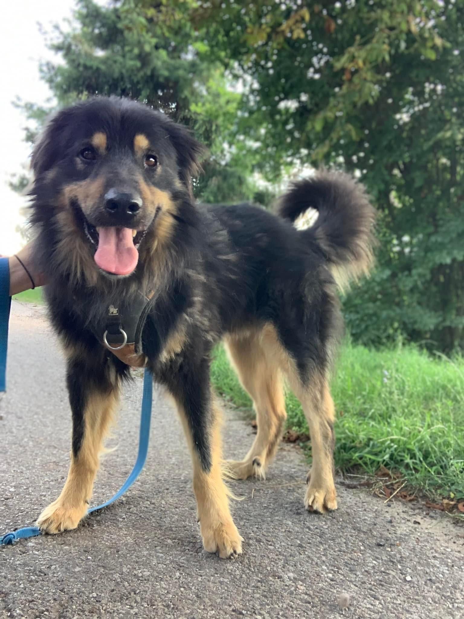 Norton do adopcji!