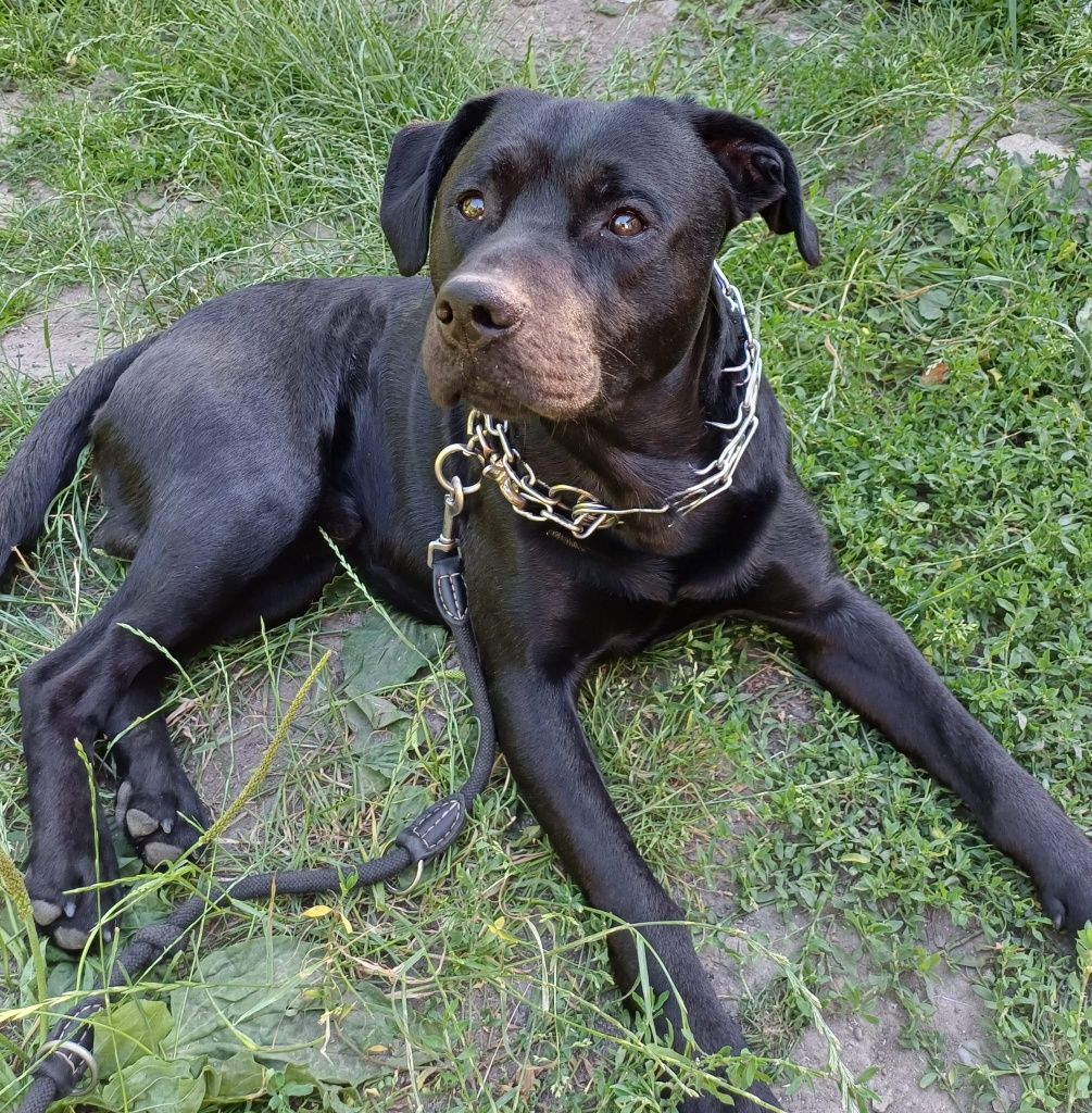 Mieszaniec labradora