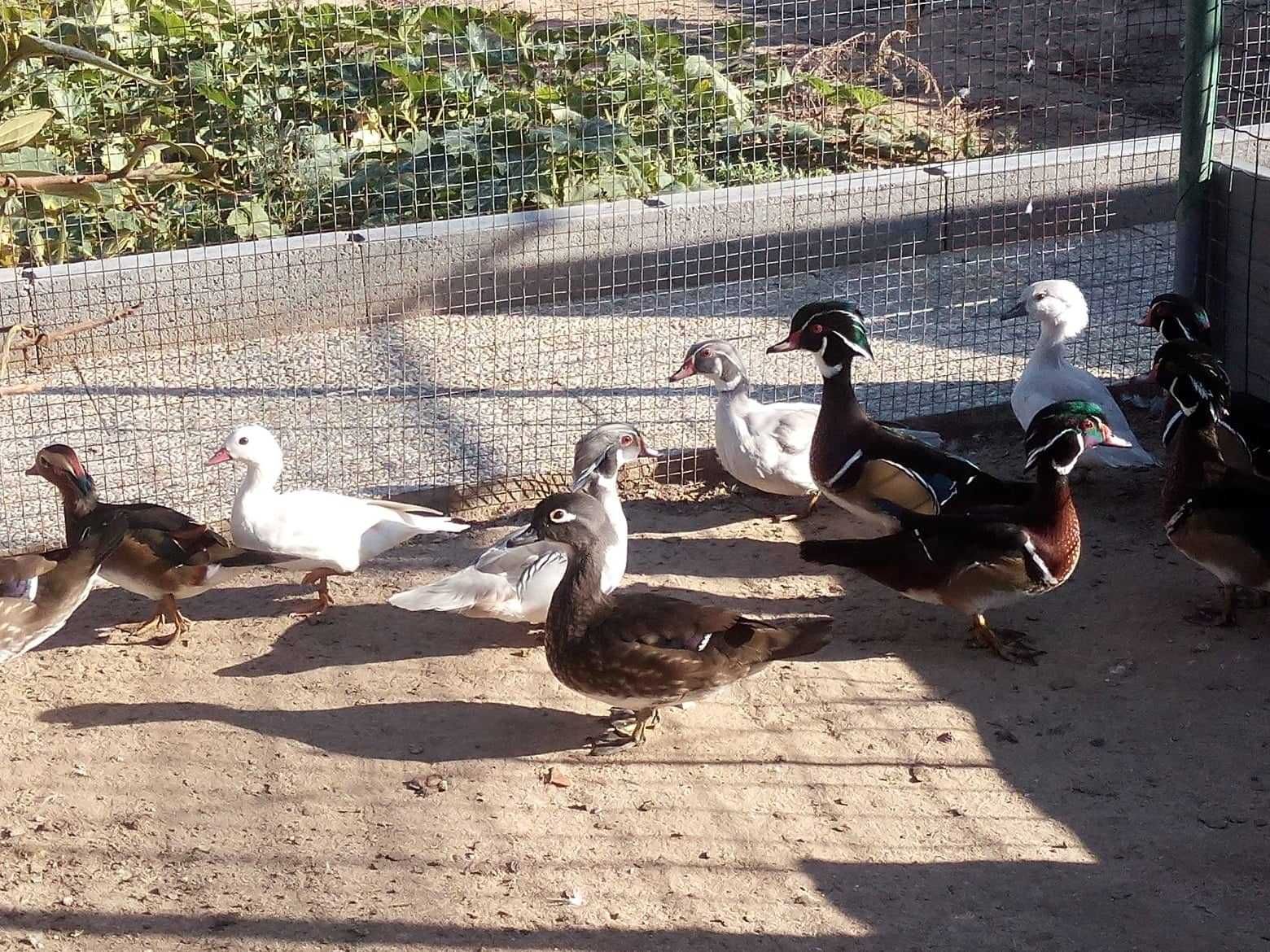 Patos varias raças