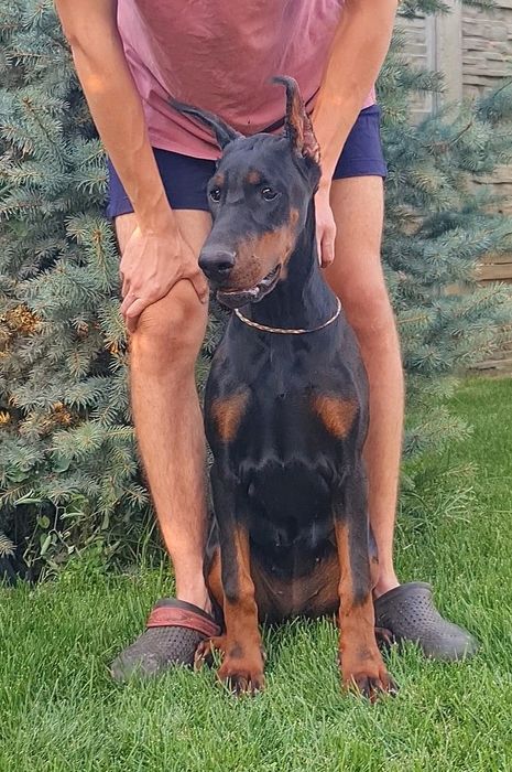 Доберман. Цуценята розплідник .Шикарный щенок добермана