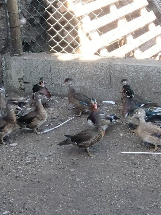 Patos carolinos e mandarim casais ou separado