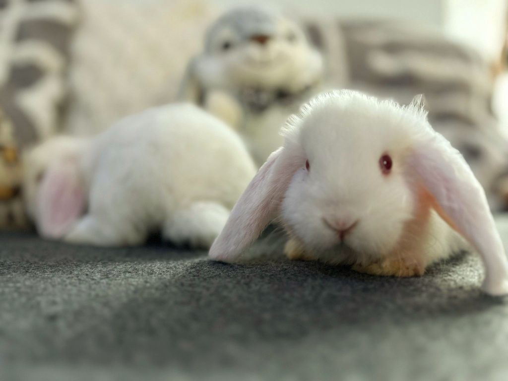 Karzełek baranek- Mini Lop