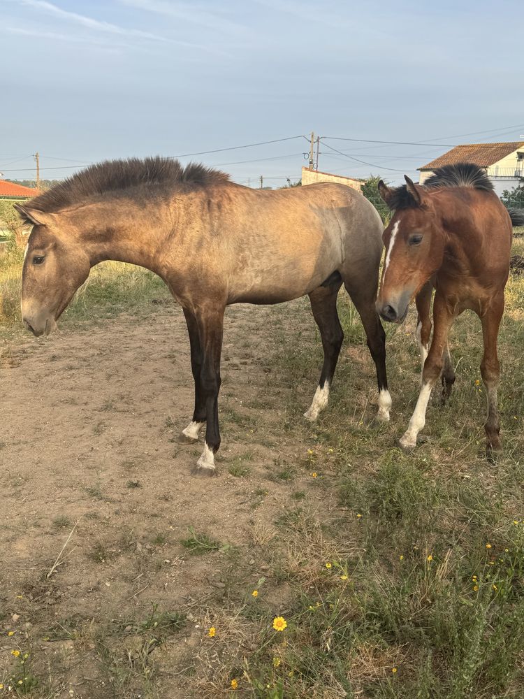 Poldro lusitano 1 ano