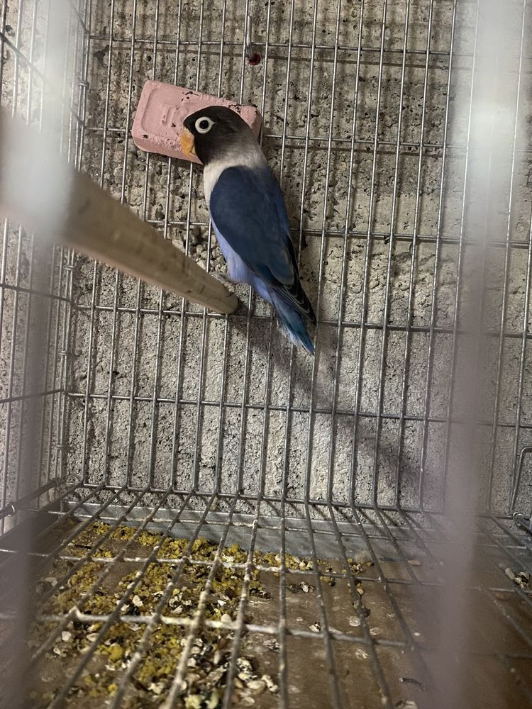 Vendo Agapornis personata azuis e verdes