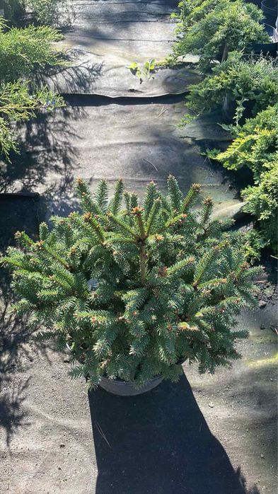 Сосни,ялини,ялівці