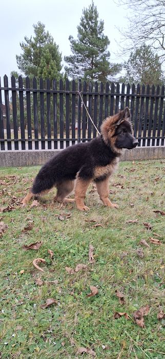 Owczarek Niemiecki Długowłosy Szczeniak