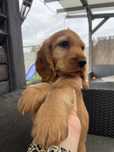 Chlopczyk cocker spaniel angielski zloty