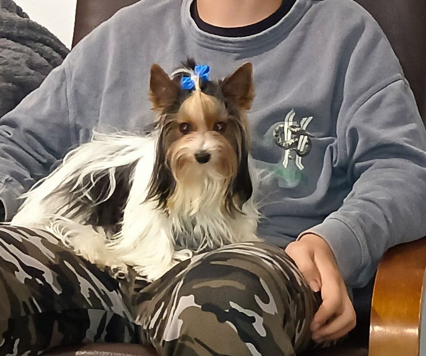Yorkshire terrier  piesek